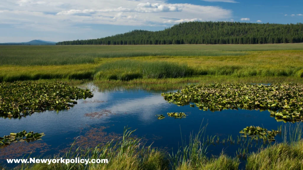 Trump’s Wetlands Plan Could Reshape America’s Clean Water Rules
