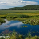 Trump’s Wetlands Plan Could Reshape America’s Clean Water Rules