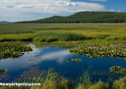 Trump’s Wetlands Plan Could Reshape America’s Clean Water Rules
