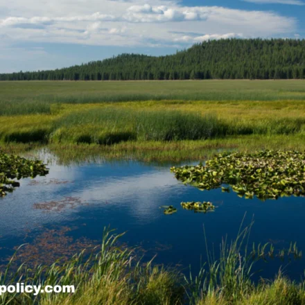 Trump’s Wetlands Plan Could Reshape America’s Clean Water Rules